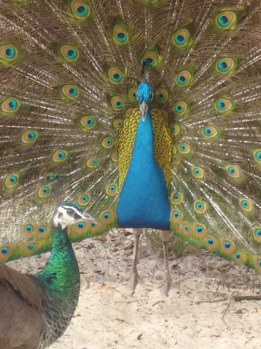 6 INDIA BLUE PEACOCK PEAFOWL HATCHING EGGS- pre sale