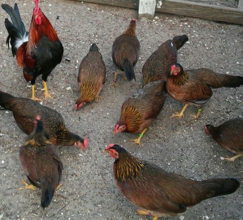 8+ PURE RED SPANISH  gamefowl hatching eggs