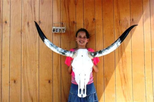 STEER SKULL LONG HORNS 4&#039; 1&#034; COW BULL SKULLS HORN H6277