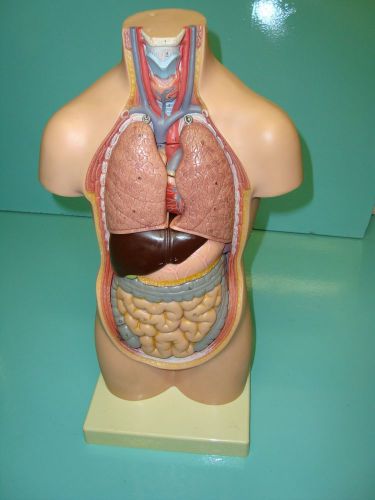 Genuine antique vintage Somso Marcus Sommer plastic Model of Human body