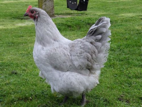 NPIP 8+ American Lavender Orpington Hatching Eggs