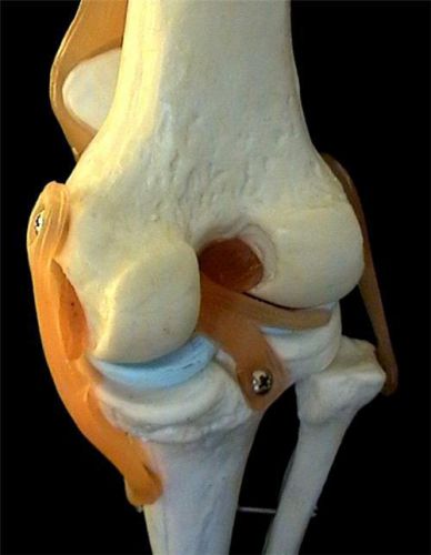 Life Size Human Anatomical Skeleton Knee Join - medical