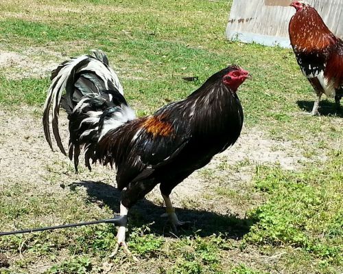 LOOK!!!  7  (BRASSBACK WHITEHACKLE) GAMEFOWL HATCHING EGGS