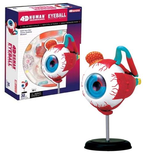 4D EYEBALL Human Body Eye ball Anatomy 3D Puzzle Model science Medical NEW