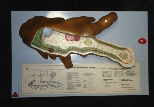 SOMSO Amoeba Proteus - Model of a Single Cell Changing Animalcule ZoS 101