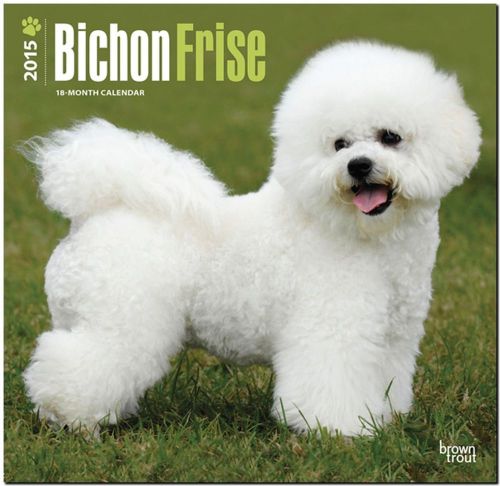 Bichon Frise 2015 Wall Calendar - 12X12 - NEW 2015