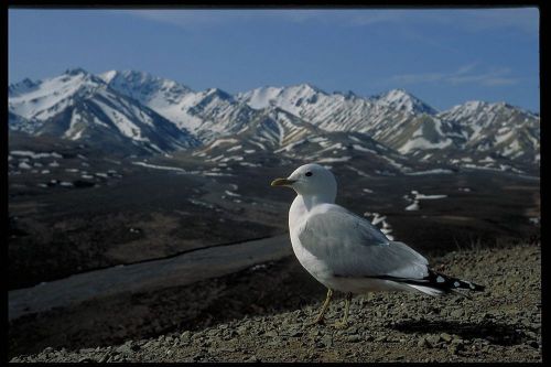 COREL STOCK PHOTO CD ALASKA