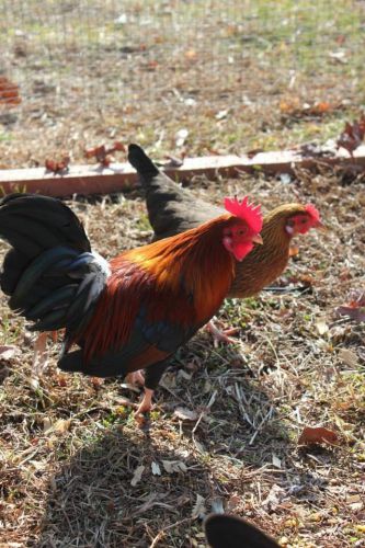 BBR Old English Game Bantam Hatching Eggs