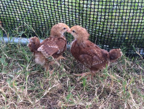 Rhode Island Red Chicken Hatching Eggs, 1/2 Dozen Fresh Eggs