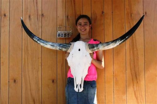 STEER SKULL LONG HORNS 4&#039; 0&#034; COW BULL SKULLS HORN H6255