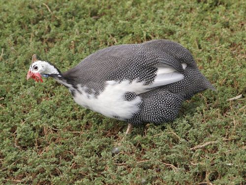 10 + 2 Guinea  Hatching Eggs