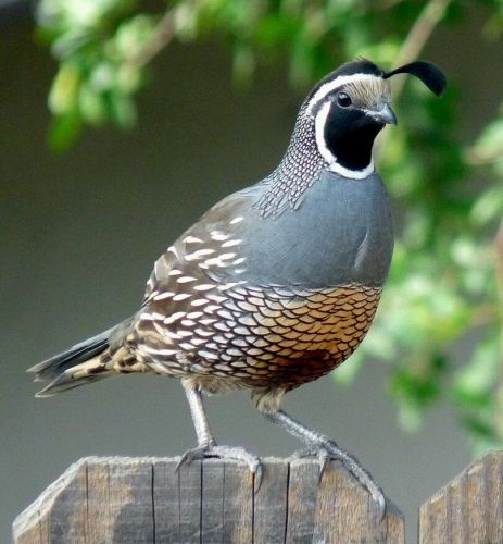 10 Exotic Quail (Gamble and Valley Quail) (Hens Choice) Hatching Eggs