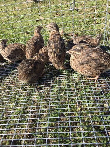 12 + Jumbo Pharaoh Quail Hatching Eggs NPIP