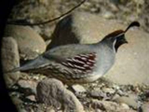 130+ Quail Books and Guides All on One Awesome CD !! Hatching Eggs,Pens&amp;More!