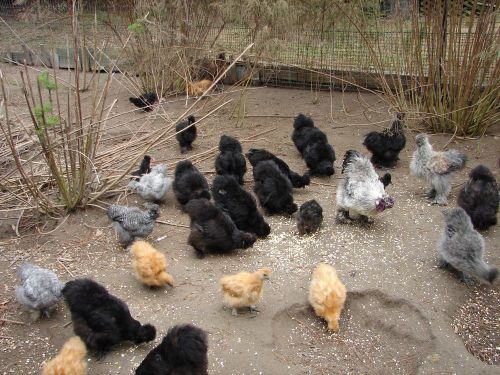 12 assorted silkie hatching eggs ,black,splash,gray,mixed beautiful