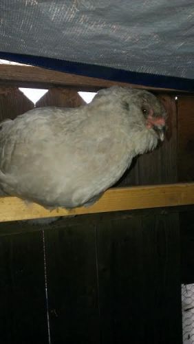 6+ LAVENDER AMERAUCANA, HATCHING EGGS **John Blehm Lines**