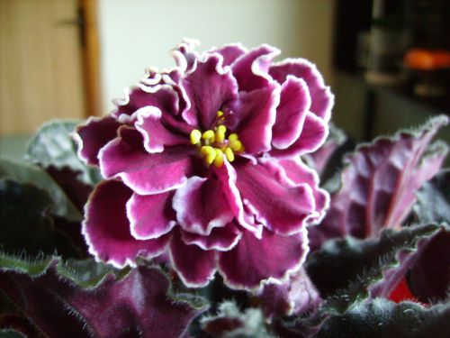 African Violet ‘’ Powder Keg  ‘’ plug plant