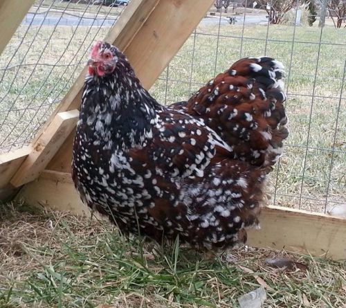 NPIP 9+ Greenfire/Sacre English Orpington Jubilee Fertile Hatching Eggs