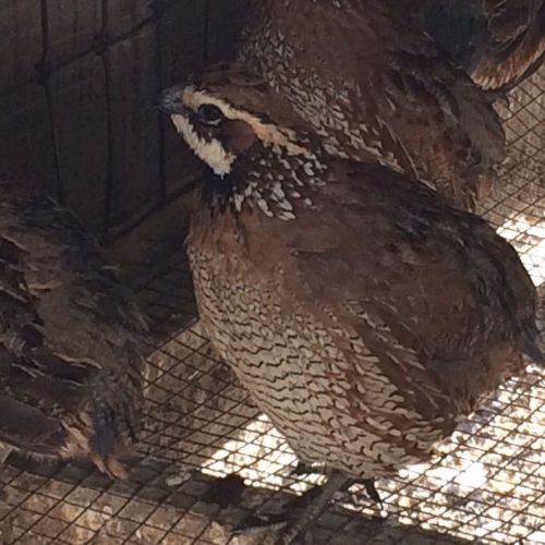 50 + &#034;Butler&#034; Bobwhite Quail Hatching Eggs