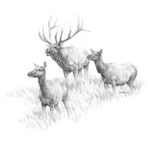 Elk Drawing HEAT PRESS TRANSFER for T Shirt Tote Bag Sweatshirt Quilt Fabric 233