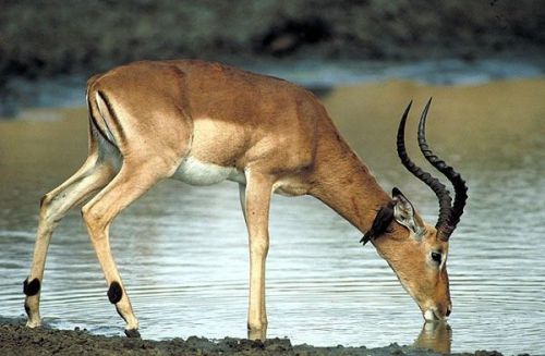 COREL STOCK PHOTO CD - AFRICAN ANTELOPE