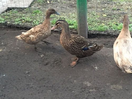 12 Khaki Campbell Hatching Duck Eggs Fertile