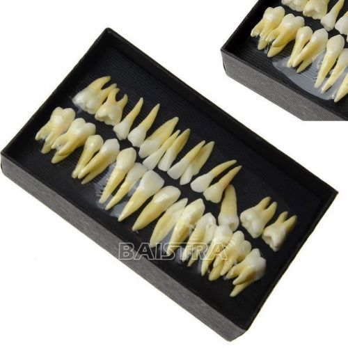 1:1 dental 28pcs permanent teeth demonstration teach study model #7008 hot