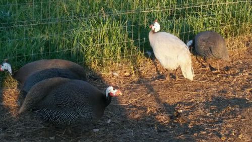 14+ Guinea Hatching Eggs Mixed Colors Including Pinto