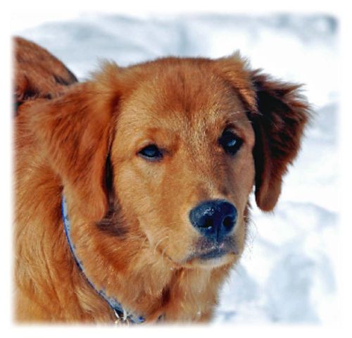 GOLDEN RETRIEVER 30 Personalized Address Labels 1&#034; x 2 5/8&#034;  #2