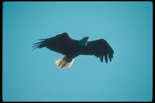 COREL STOCK PHOTO CD Bald Eagles Series 135000