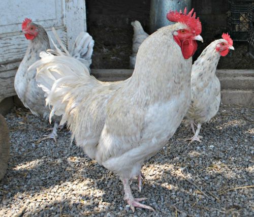 8++ Show Quality French Standard Splash Marans Hatching Eggs