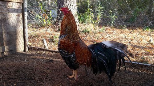 12+Texas Dom Gamefowl Hatching Eggs