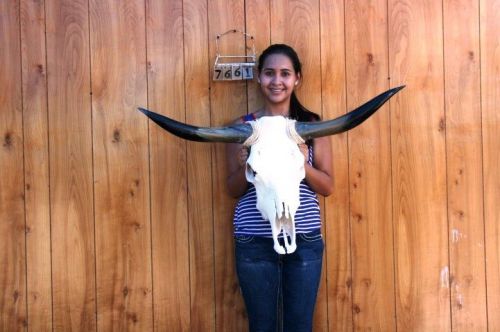 STEER SKULL AND 2&#039; 10&#034; LONG HORNS COW LONGHORNS H7661