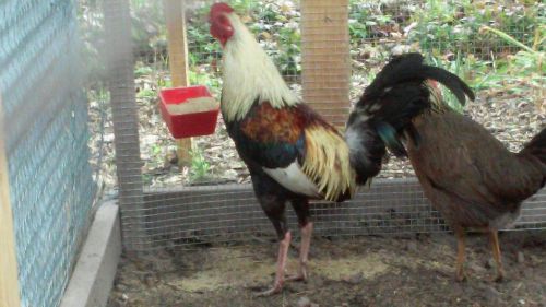 6 grey kelso cross gamefowl hatching eggs