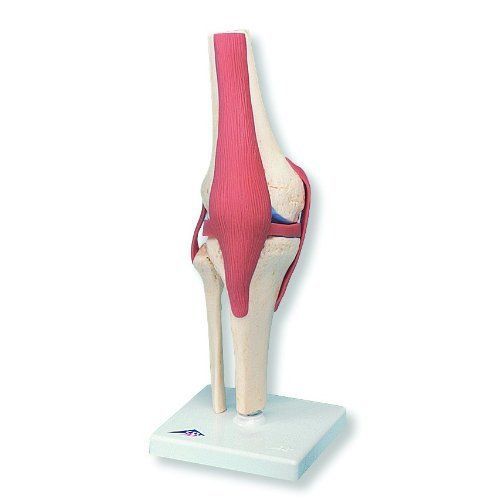 3B Scientific A82/1 Deluxe Functional Knee Joint Model  12.6&#034; Height