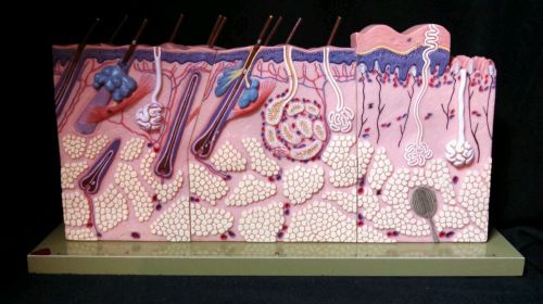 SOMSO - KS3 Block Section of Human Skin Anatomical Model (KS 3)