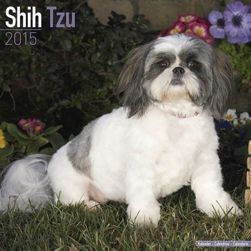 New 2015 shih tzu wall calendar by avonside- free priority shipping! for sale