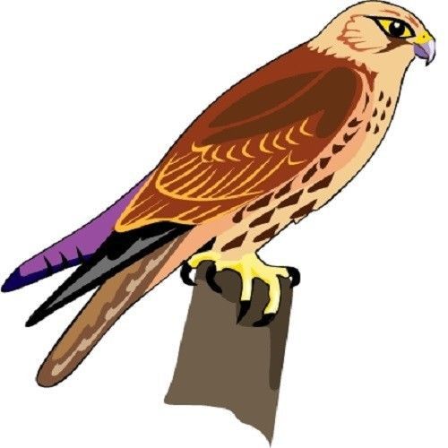 30 Custom Hawk Personalized Address Labels