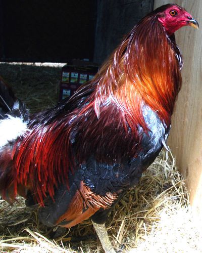 Game Fowl Hatching Eggs...Col. Givens, Cowan, Hoskins, Murphy, Horta plus others