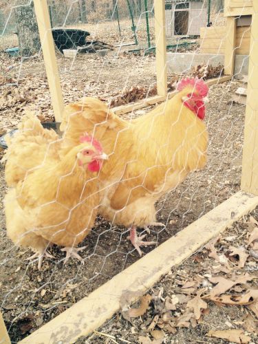 buff orpington hatching eggs Pure