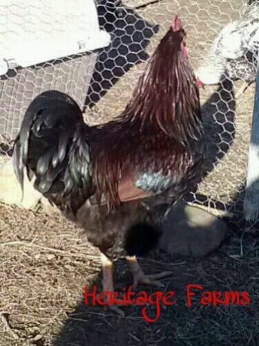 6 Partridge Plymouth Rock Hatching Eggs