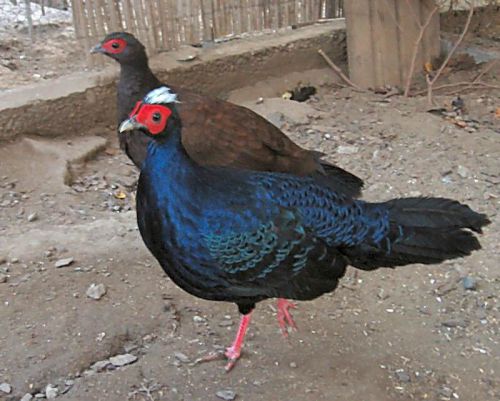 3 Edwards Pheasant Hatching Eggs