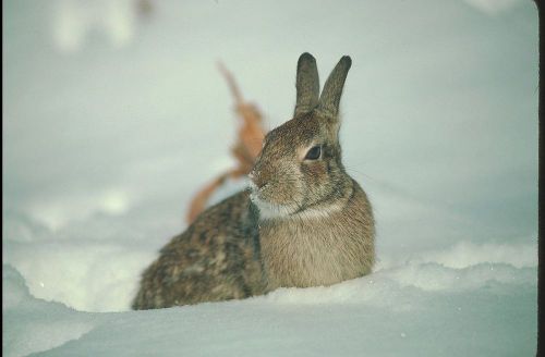 COREL STOCK PHOTO CD Backyard Wildlife Series 123000