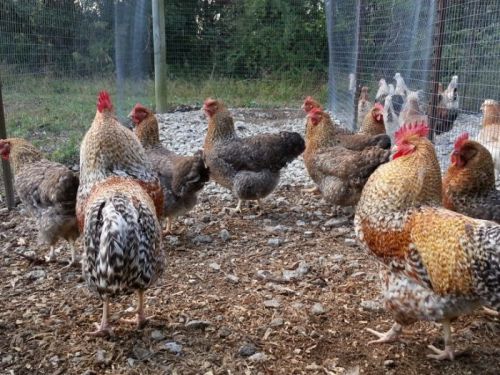 12+ Bielefelder Fertile Hatching Eggs ~Autosexing Breed~