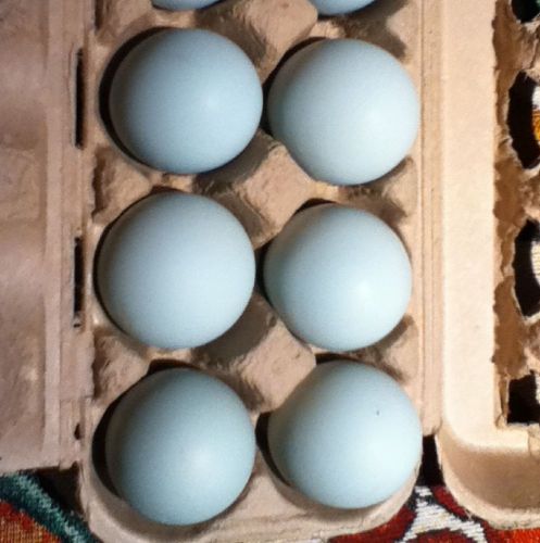 5 + 1 Purebred Black, Blue &amp; Splash AMERAUCANA Hatching Eggs - Ricochet Ridge