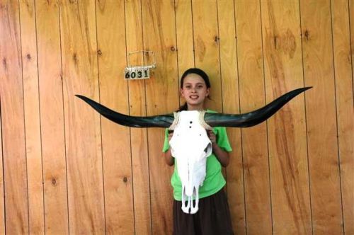 Steer skull long horns 4&#039; 0&#034; cow bull skulls horn h6031 for sale