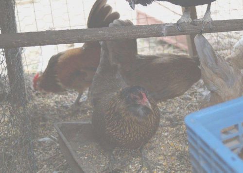 6+ GOLDEN SEABRIGHT BANTAM EGGS  (FREE SHIPPING)