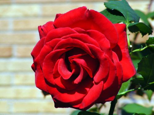 Fresh rare &#034;large red&#034; rose (10 seeds) beautiful roses, winter hardy, wow, l@@k! for sale