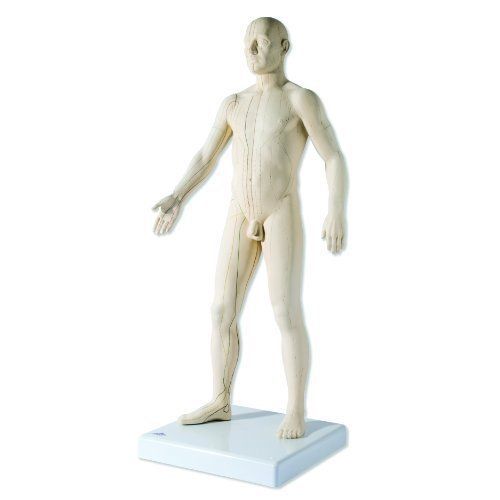 New 3b scientific n30 acupuncture male model  31.5&#034; x 11.4&#034; x 10.2&#034; for sale