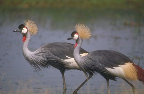 COREL STOCK PHOTO CD Wading Birds